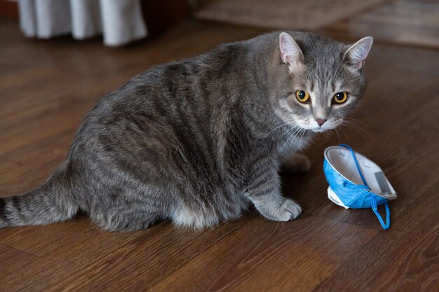 Fat tabby british cat sitting on floor near medical protective mask.