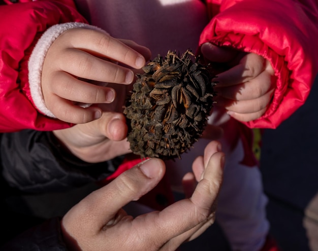 Father showing pine cone for the first time to daughter