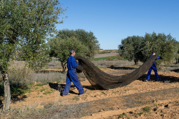 Father and son working in the field while transporting a tarpaulin with olives