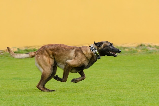 Fawn Malinois is running on green grass