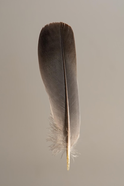 Feather feather photographed standing up against gray background selective focus