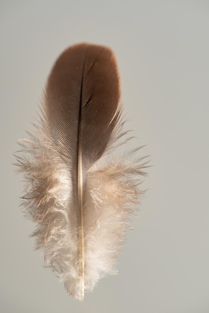 Feather feather photographed standing up against gray background selective focus