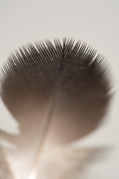 Feather feather photographed standing up against gray background selective focus