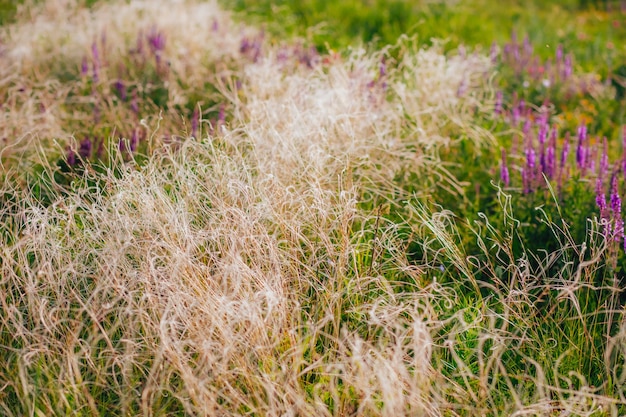 Feather Grass in the meadow inflates the wind Needle Grass Nassella tenuissima Selective focus