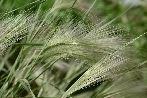 Feather grass or needle gras on the wind