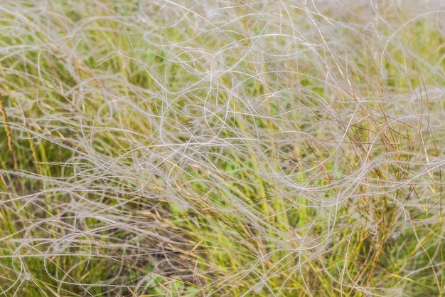 Feather grass