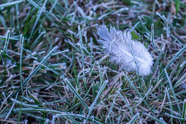 A feather on green grass first frost natural background selective background