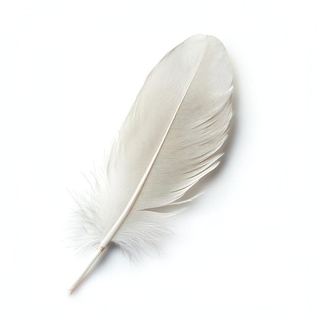 Feather isolated on a solid white background