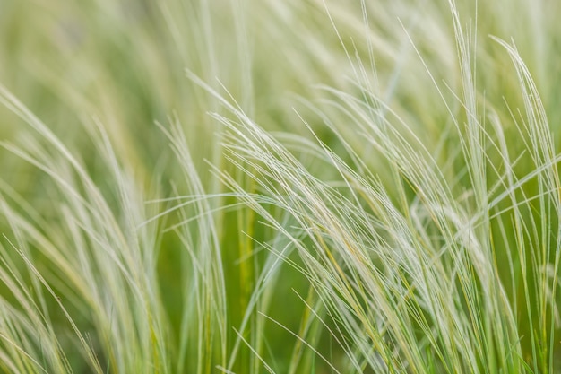 Feather or Needle Grass