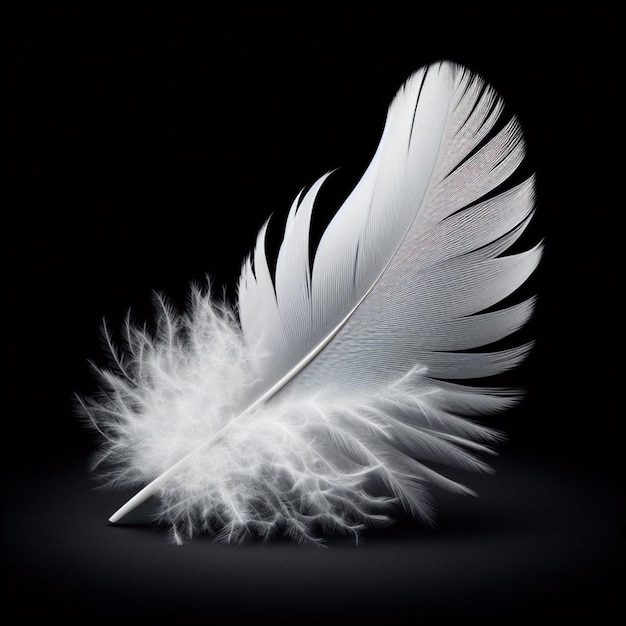 a feather that has a white feather on it