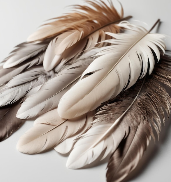 Photo feathers adorn a fashionable on white background