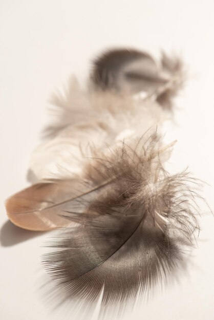 Feathers feathers of various shapes and colors on a white surface selective focus