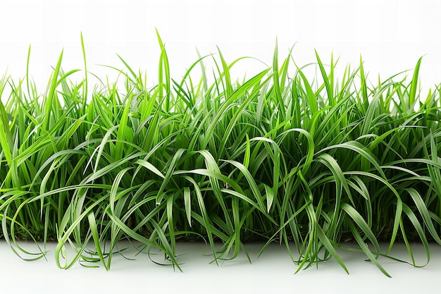 Featuring a seamless border of green grass isolated on white background ultra realistic photograph