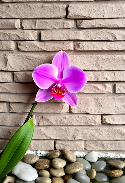 Featuring Wall with a pink orchid stones and water