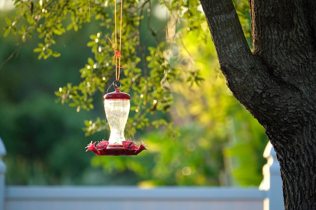 Feeder for birds and squirrels hanging on tree branch in park or backyard Love and care about animals concept