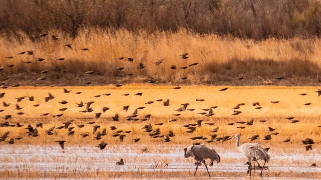 Photo feeding cranes and flying blackbirds  in a watery field