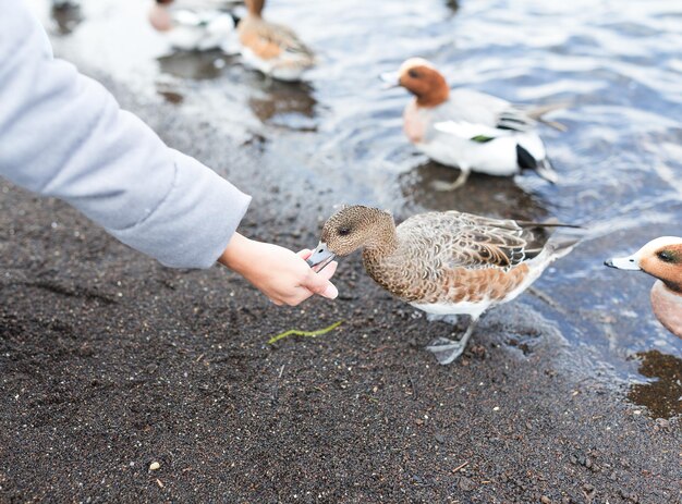 Feeding duck