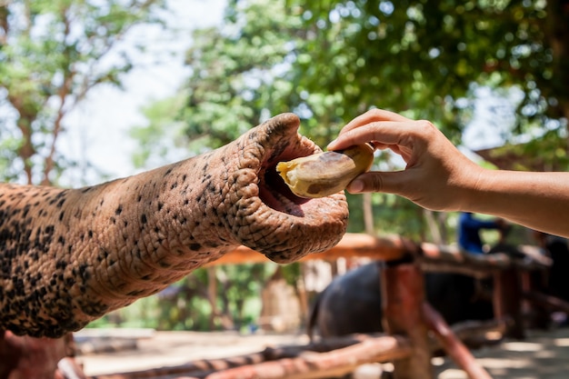 Photo feeding elephant with banan in the zoo