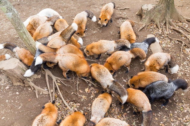 Feeding group of red fox