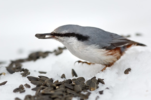 Feeding hungry birds in the winter. Sitta europaea