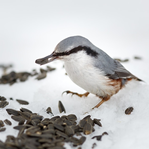 Feeding hungry birds in the winter. Sitta europaea