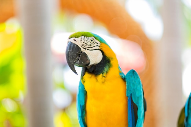 Feeding parrot nature bird macaw