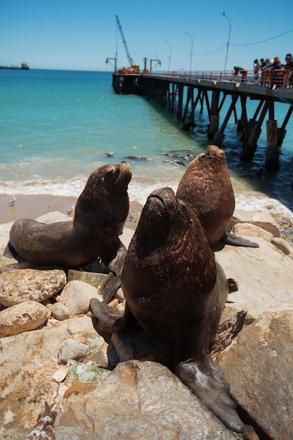 Feeding the pelicans and sea lions