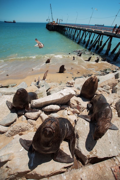 Feeding the pelicans and sea lions