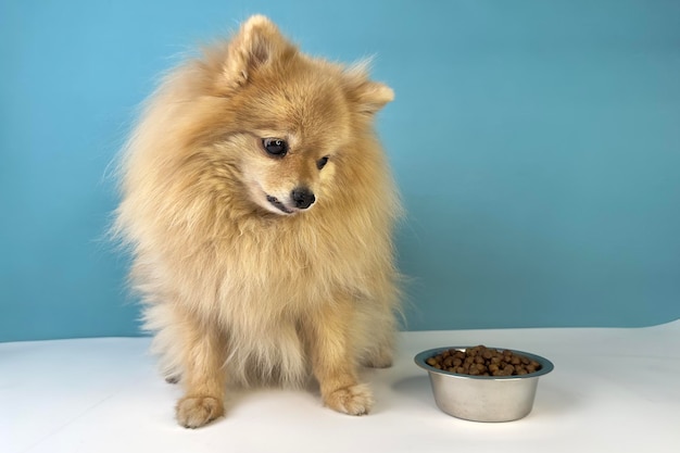 Feeding of pet beautiful little breed small puppy pomeranian spitz dog healthy doggy is looking at