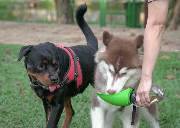 Feeding thirsty dog with water