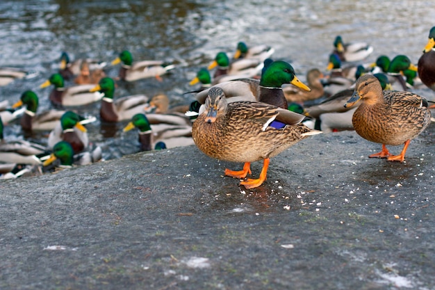 Photo feeding wild ducks in the spring season. city ducks on the lake shore.