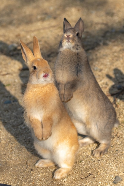 Feeding wild rabbits on Okunoshima Island in sunny weaher as known as the Rabbit Island