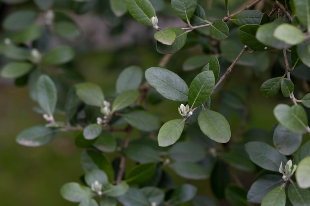 Feijoa sellowiana Acca Sellowiana with evergreen leaves Selective closeup of feijoa fruit with copy space