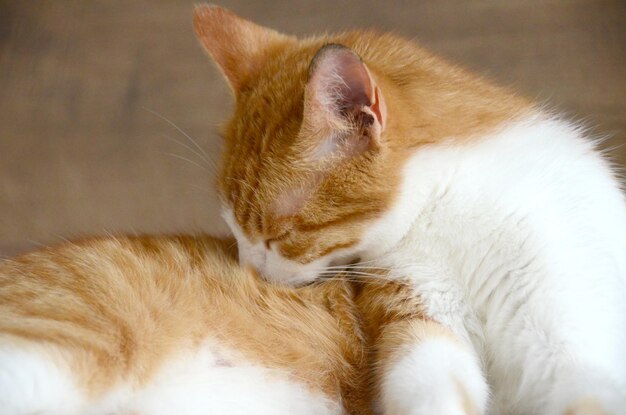 Photo felis silvestris forma catus domesticcat redwhite lying