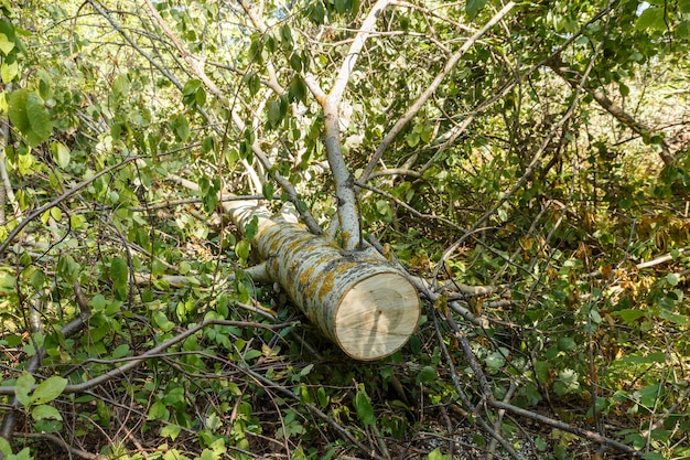 Felled aspen tree the sawn trunk of a tree is lying on the ground in the forest