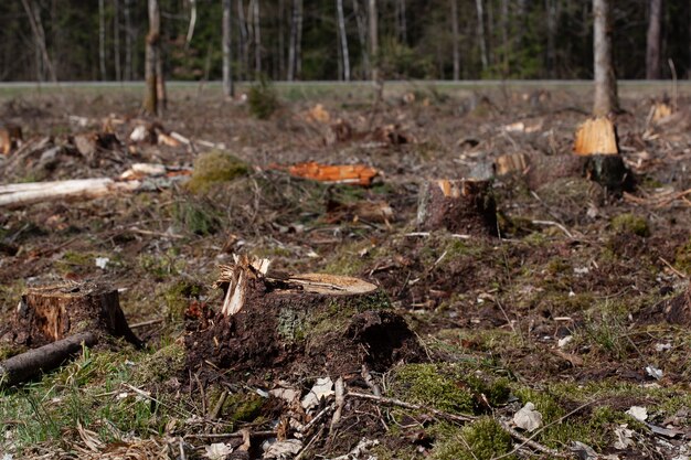 Photo felled pine trees in forest. deforestation and illegal logging, international trade in illegal timber. stump of the felled living tree in the forest. destruction wildlife. wood export and import