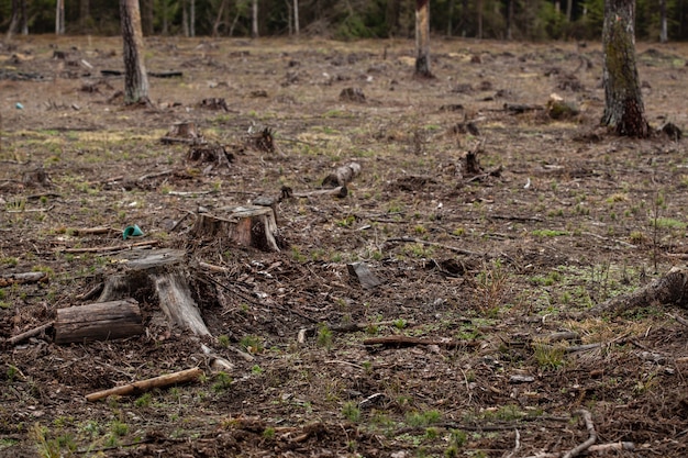 Felled pine trees in forest. Deforestation and Illegal Logging, international trade in illegal timber. Stump of the felled living tree in the forest. Destruction wildlife.