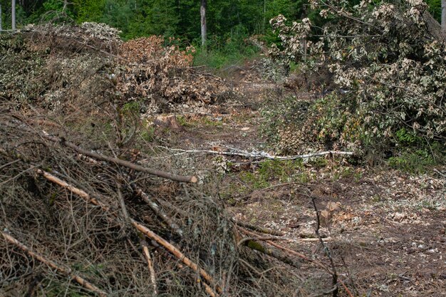 Felled pine trees in forest. Deforestation and Illegal Logging