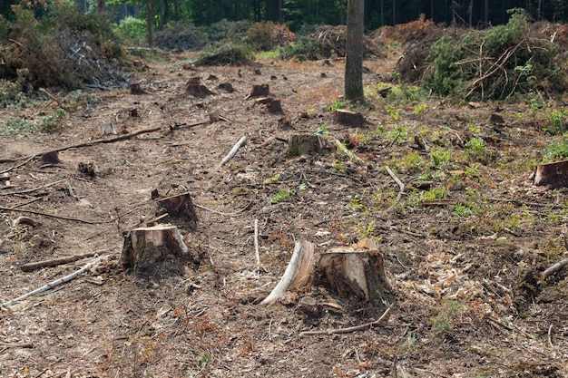 Photo felled pine trees in forest. deforestation and illegal logging