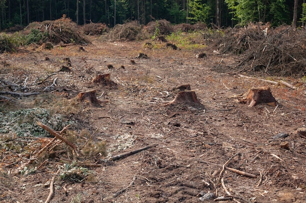 Felled pine trees in forest. Deforestation and Illegal Logging