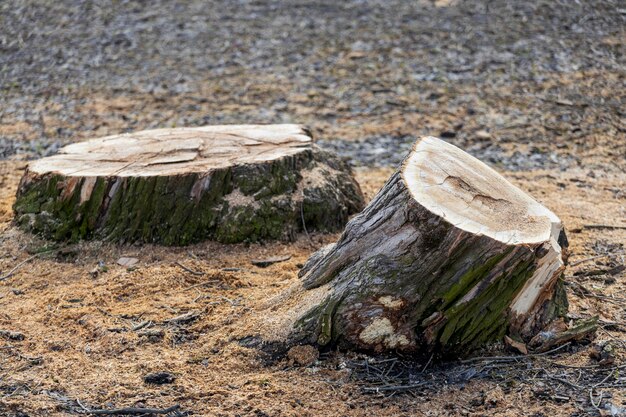 Photo felled tree stump in the park close-up. high quality photo