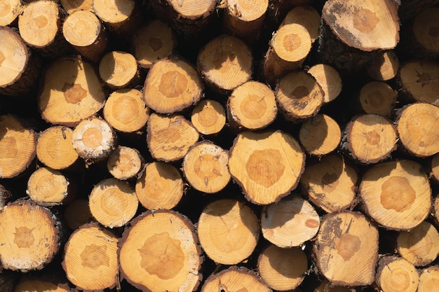 Felled trees close-up. Wood texture and structure. Natural background. Horizontal photo.