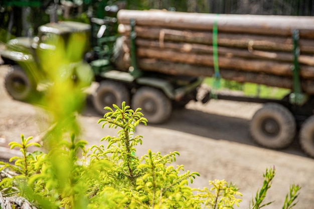 Felling treescut trees fir fir tree forest cutting area forest protection concept Lumberjack with modern harvester working in forest Conifer Forest industry Wheelmounted loader timber grab