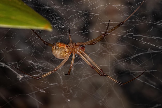 Female Adult Brown Widow Spider