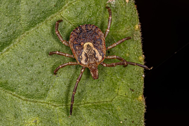 Female Adult Cayenne Tick