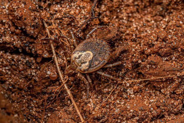 Photo female adult cayenne tick