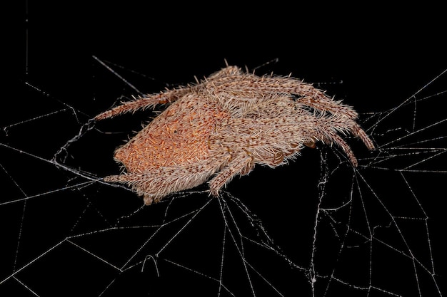 Female Adult Typical Orbweaver