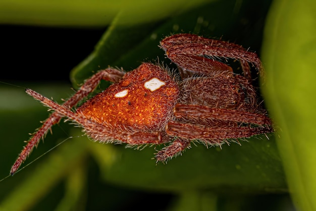 Female Adult Typical Orbweaver