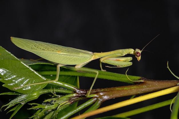 Female Adult Unicorn Mantis of the species Parastagmatoptera unipunctata on a hibiscus plant with selective focus