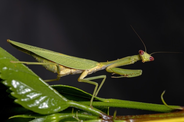 Female Adult Unicorn Mantis of the species Parastagmatoptera unipunctata on a hibiscus plant with selective focus